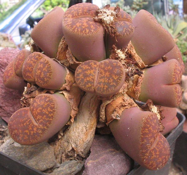 lithops-lesliei-grafting-delosperma.jpg