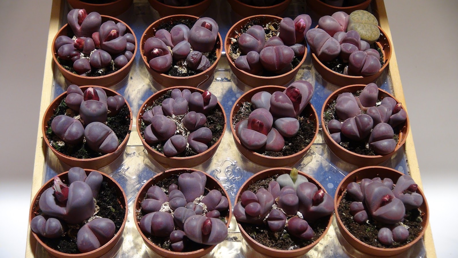 lithops+optica+rubra.JPG