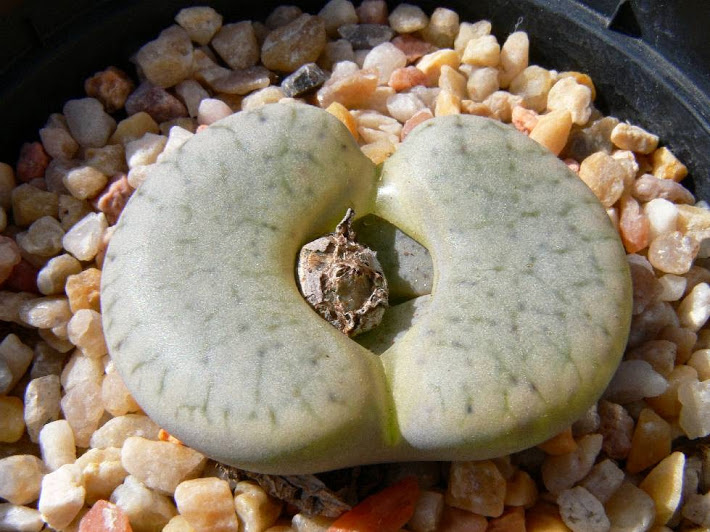 Lithops+pseudotruncatella+archerae.jpg