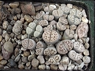 Lithops1.jpg