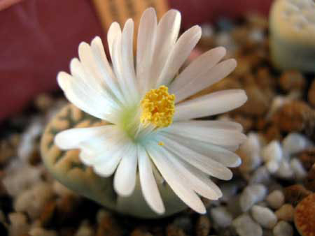 Lithops6.jpg