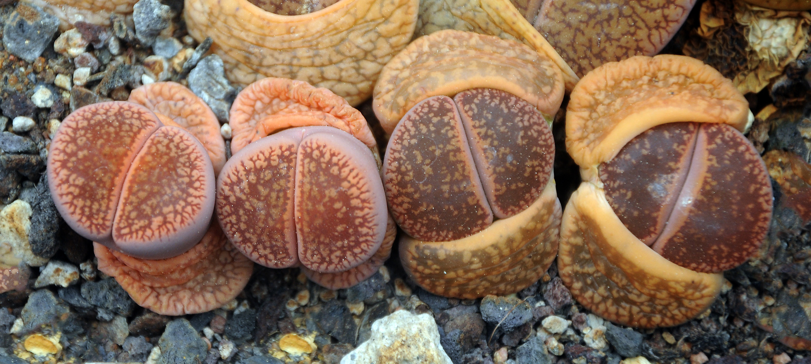 Lithops_aucampiae_001.jpg