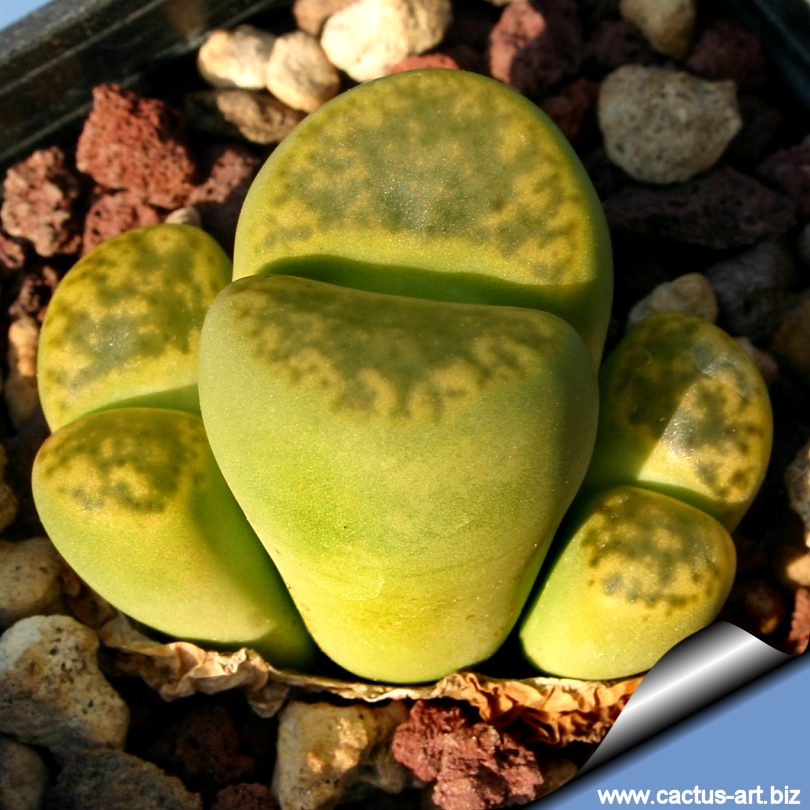Lithops_bromfeldii_insularis_sulphurea_C362_02_810.jpg