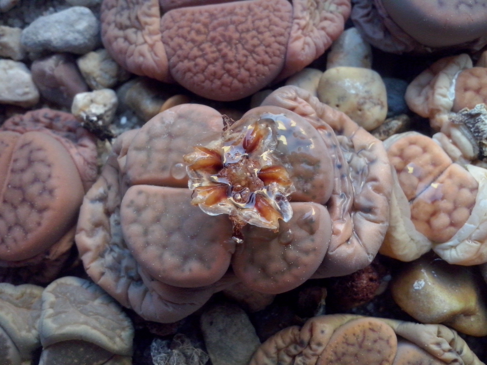 lithops_capsula_semillas.png