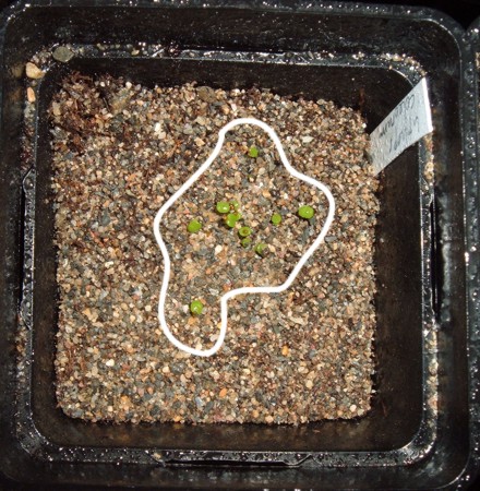 lithops_coleorum.jpg