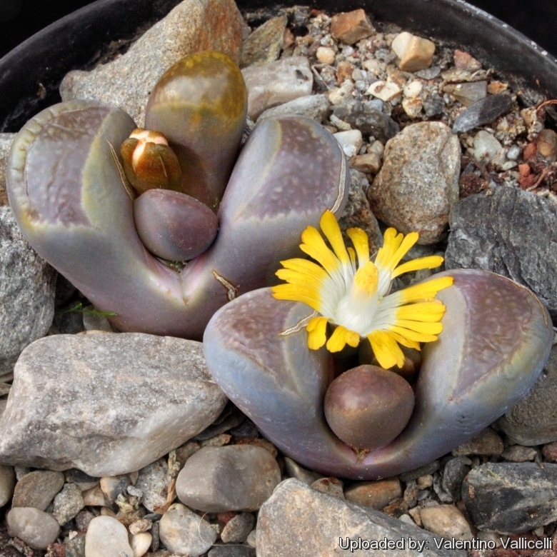 Lithops_comptonii_C125_50_km_ENE_of_Ceres%2C_South_Africa_10956_l.jpg