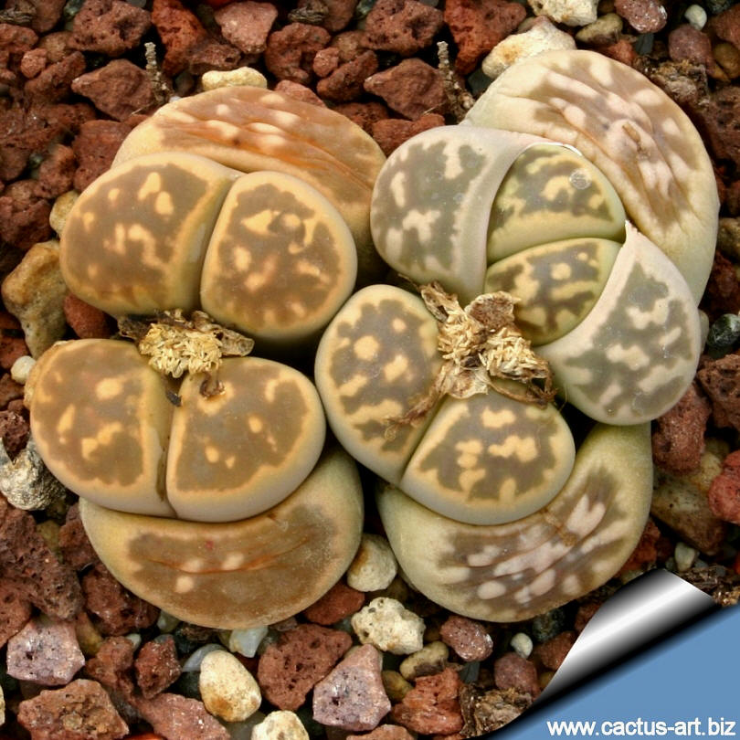 Lithops_karasmontana_bella2_C143A_810.jpg