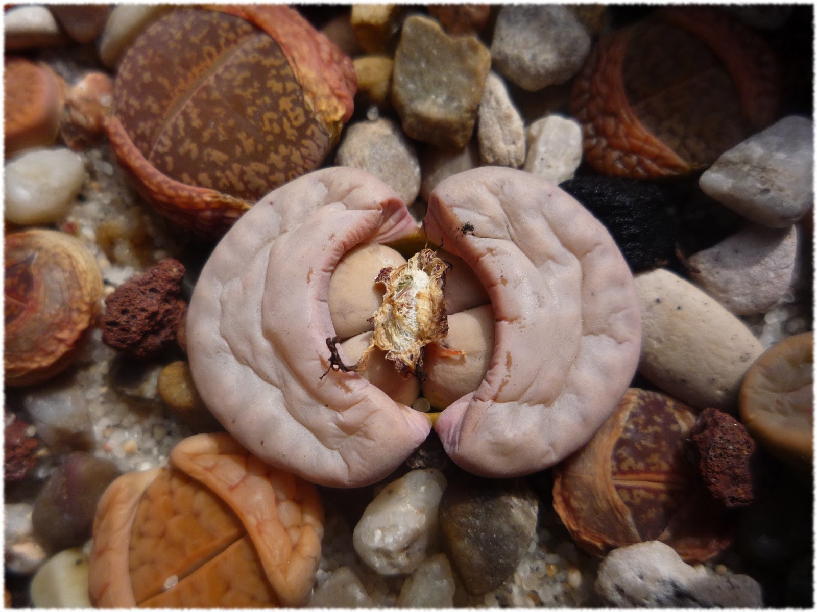 lithops_muda_doble_I.png