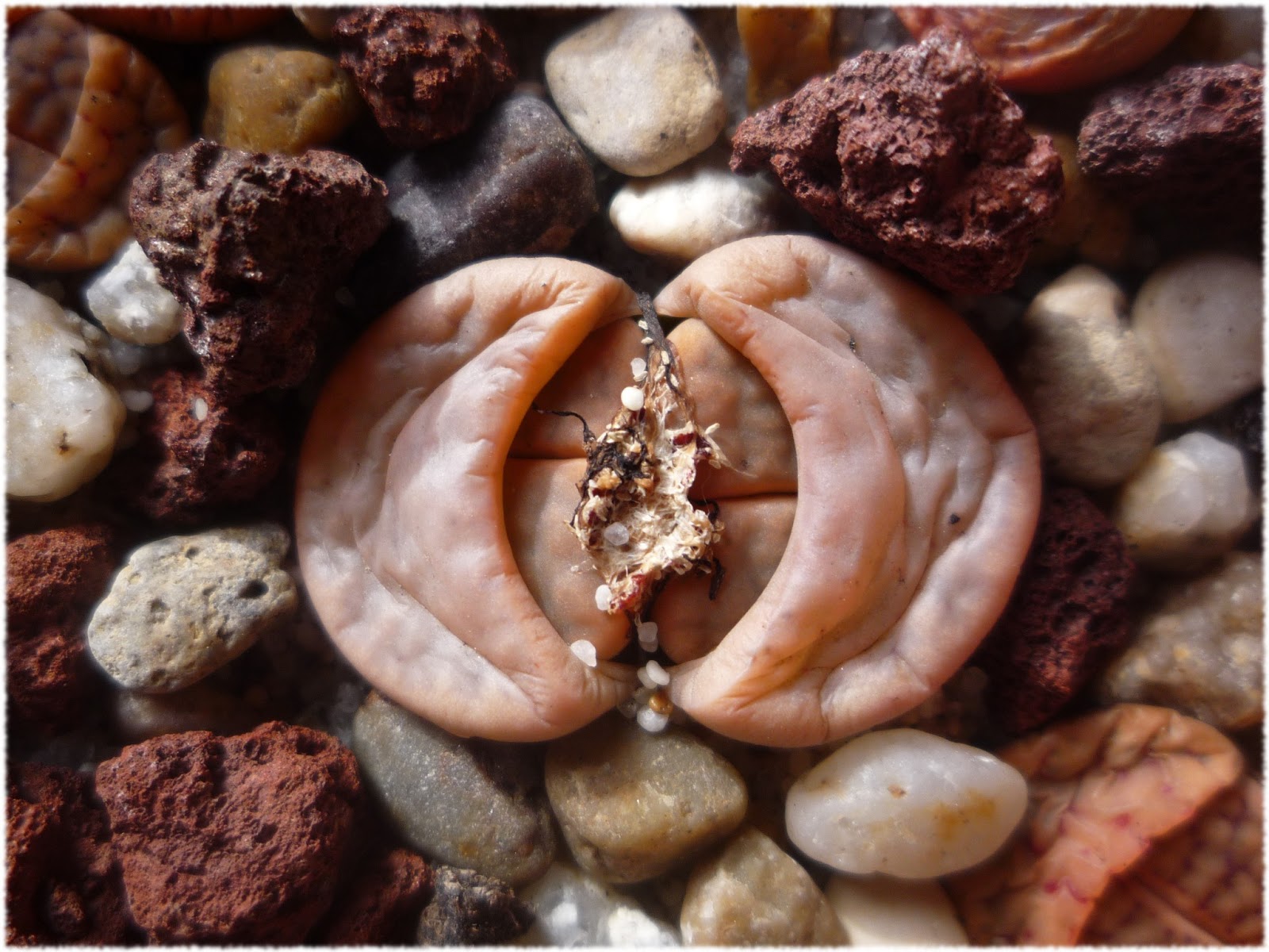lithops_muda_doble_II.png