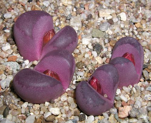 Lithops_optica_cv_Rrubra_1.jpg