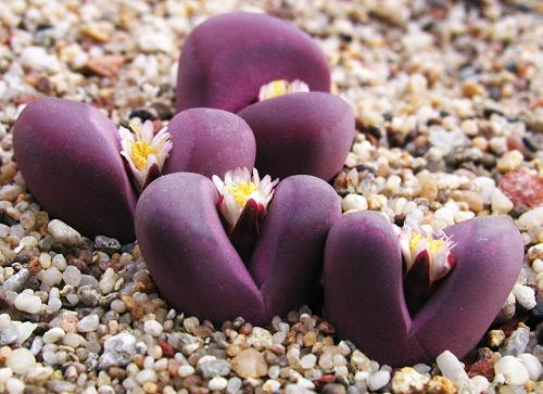 Lithops_optica_cv_Rrubra_2.jpg