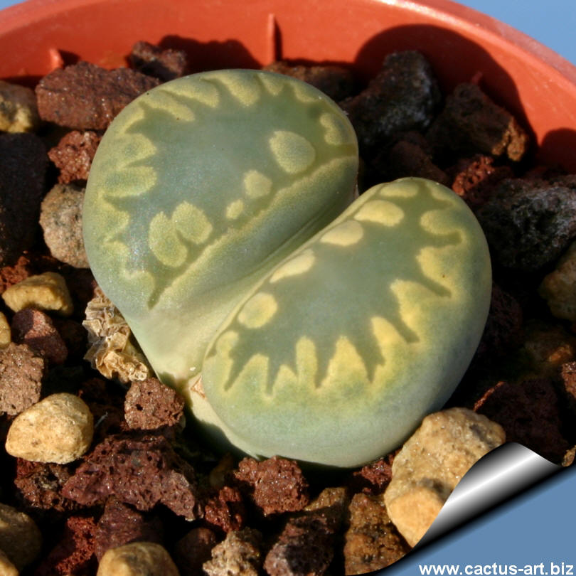 Lithops_otzeniana_C128A_aquamarine_02_810.jpg