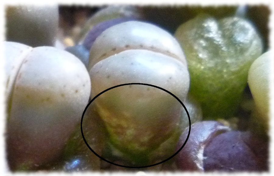 lithops_plaga.png