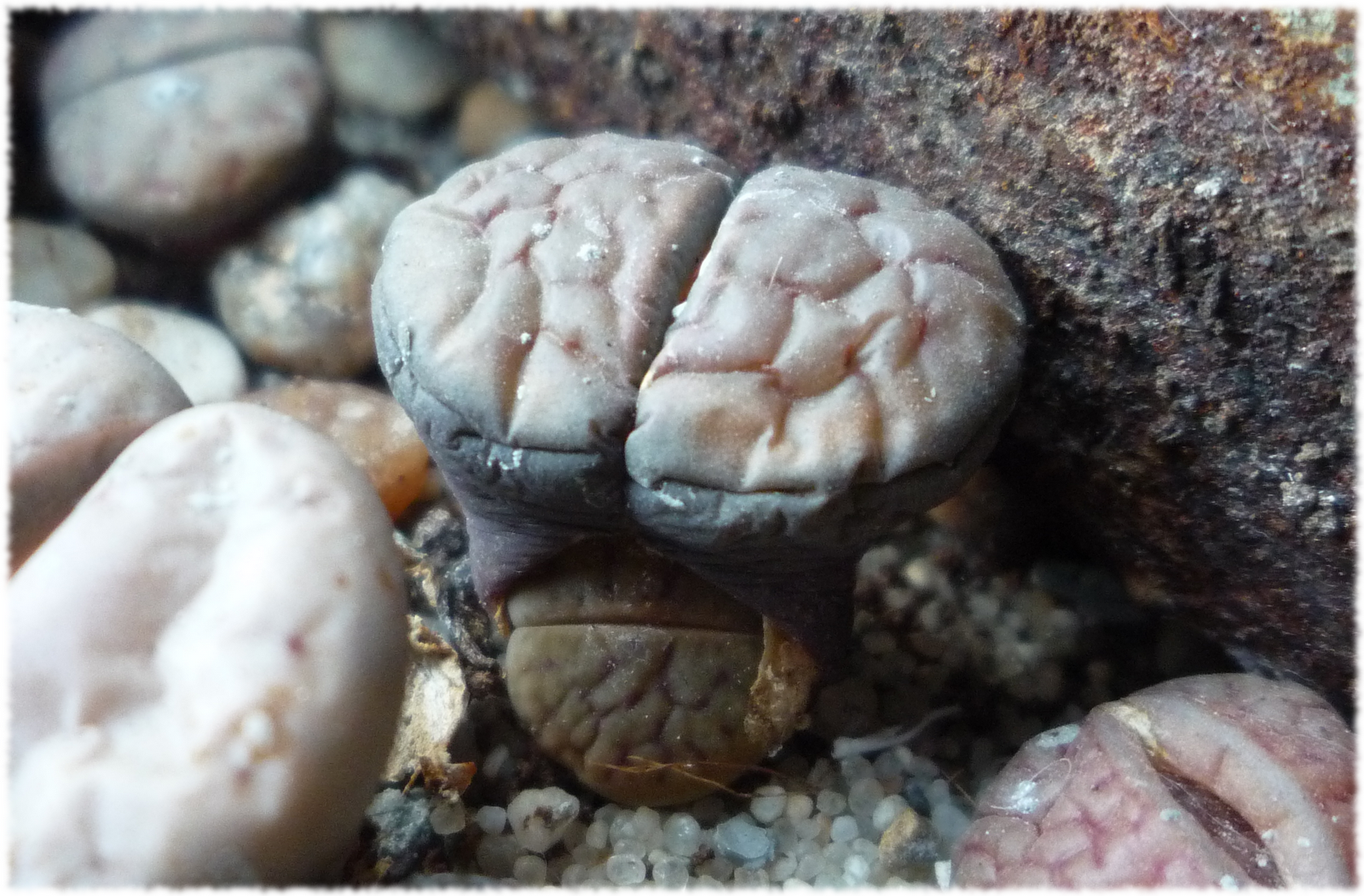 lithops_progreso_muda.png
