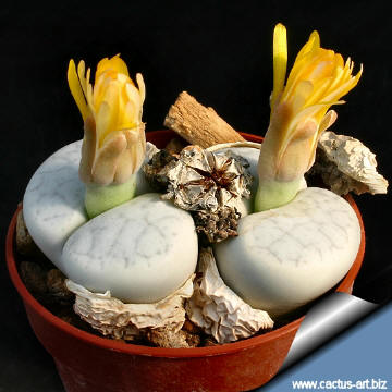 Lithops_pseudotruncatella_volkii_fl2_360.jpg