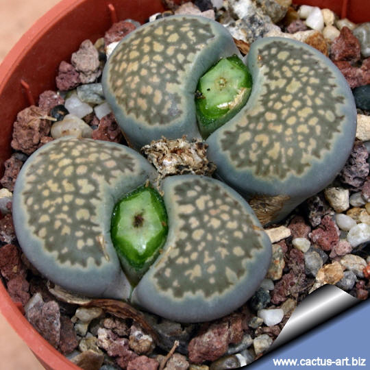 Lithops_salicola_maculata_C086_540.jpg