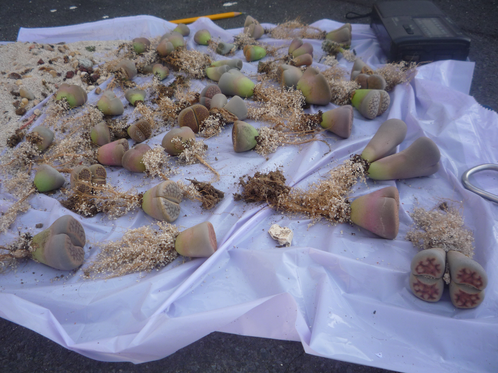 lithops_trasplante.png