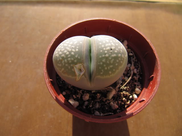 Lithopsdesc2-1.jpg