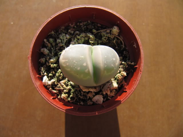 Lithopsdesc4-1.jpg