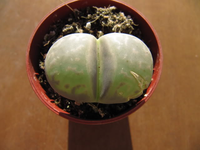 Lithopsdesc6-1.jpg