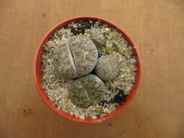 Lithopslesliei2.jpg