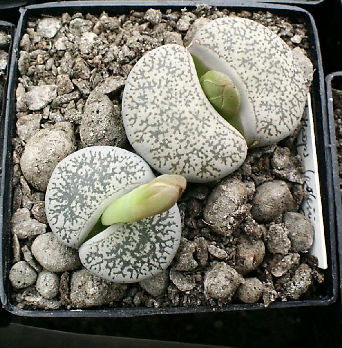 LithopsleslieiventeriC1-vi.jpg