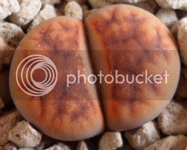 lithopsraruno_zpsqozbaanc.jpg