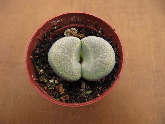 Lithopsterricolor3-1.jpg