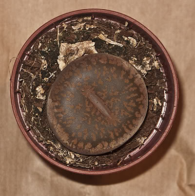 LithopsY.jpg