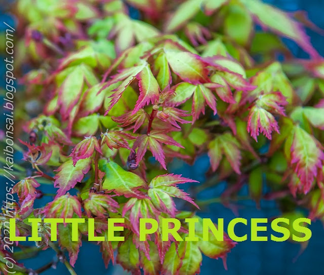 LITTLE%2BPRINCESS.jpg