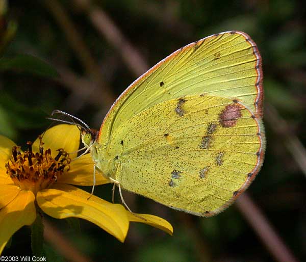 littleyellow6726.jpg