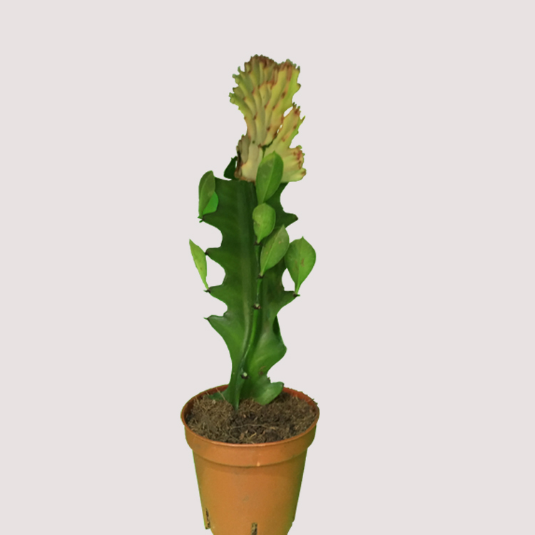 live-bonsai-natural-indoor-plants-Bare-root.jpg