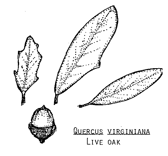 live_oak.gif