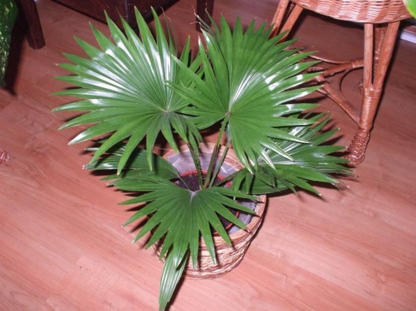livistona_rotundifolia_joven-830x622.jpg