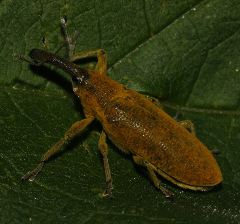Lixus%20sp_1965.jpg
