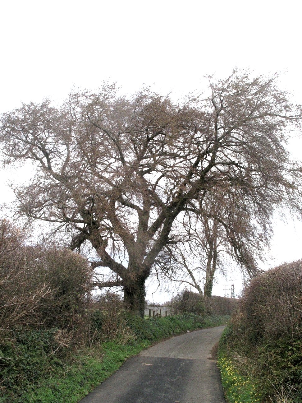 Llandegfan_Elm_tree.jpg