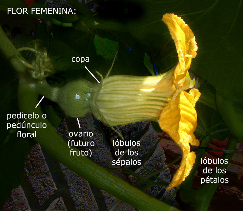llo_Plomo_semiller%C3%ADa_Costanzi_-_flowers_detail_%28feminine%29_-_side_view%2C_spanish_labels.jpe