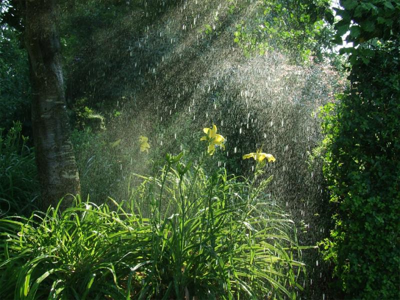 lluvia_en_la_selva_2-234_800x600.jpg
