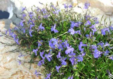 lobelia-erinus.jpg