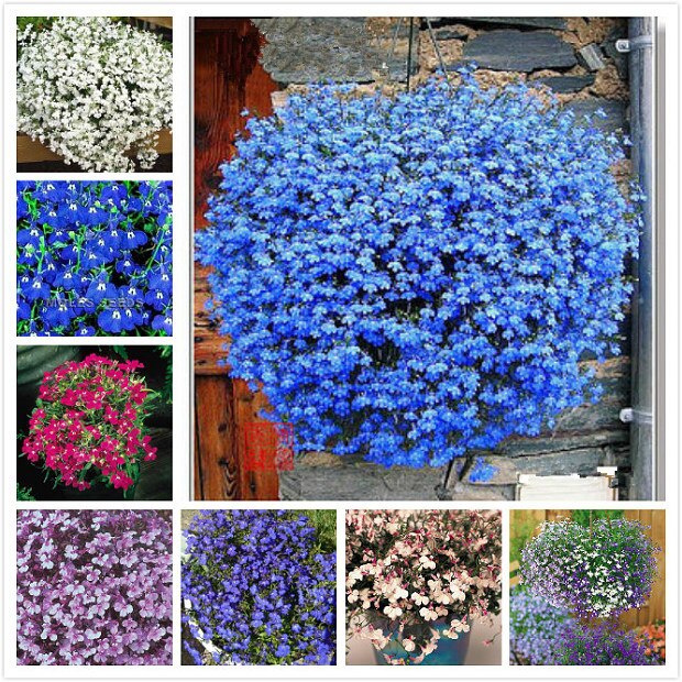 Lobelia-Erinus-semillas-200-piezas-flores-del-jard-n-de-las-semillas-DIY-color-de-la.jpg