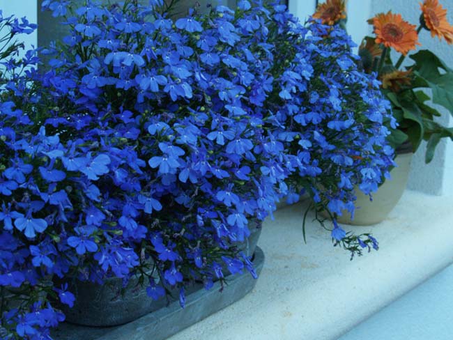lobelia.jpg