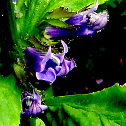 lobelia_siphilitica.jpg