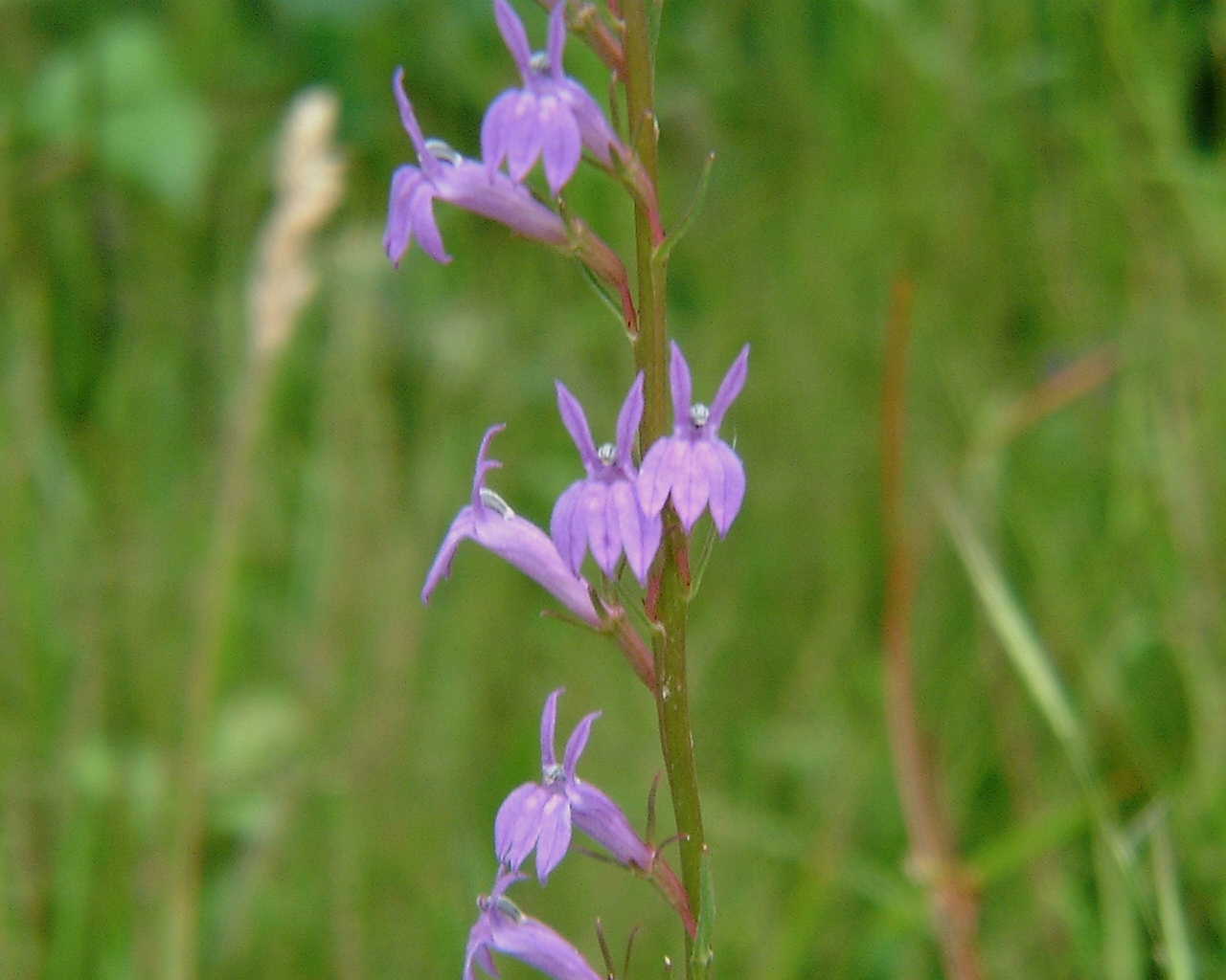 Lobelia_urens_fl_766.jpg
