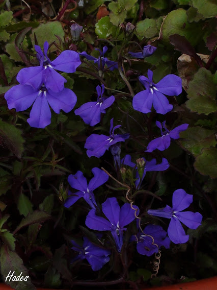 lobelias.jpg