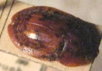 lobiopa_dimid_wb.jpg