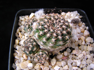 Lobivia+pusilla+flaviflora.JPG
