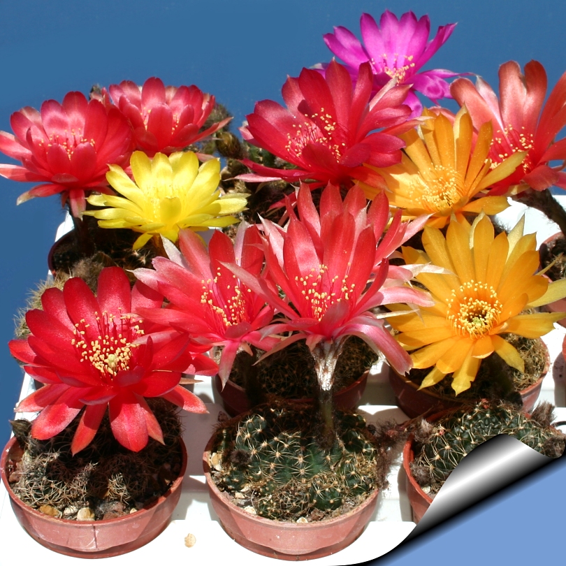 Lobivia_arachnacantha_01_810.jpg