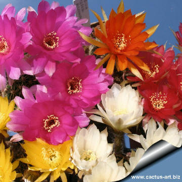 Lobivia_aracnacantha_colors_360.jpg