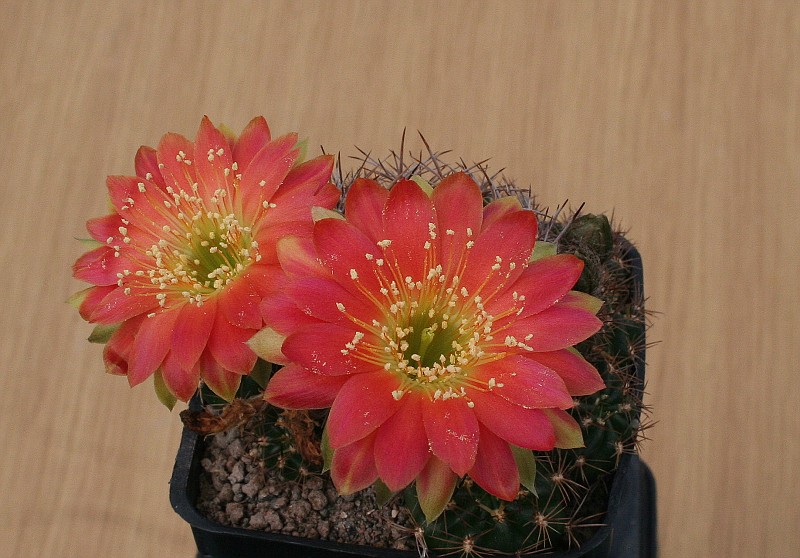 Lobiviacorbula3-vi.jpg
