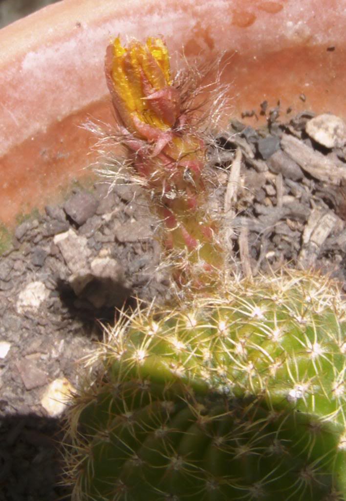 lobiviafloryacerrada_zps49856462.jpg